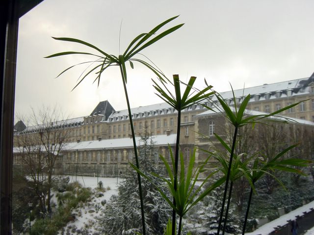 Les papyrus sous la neige